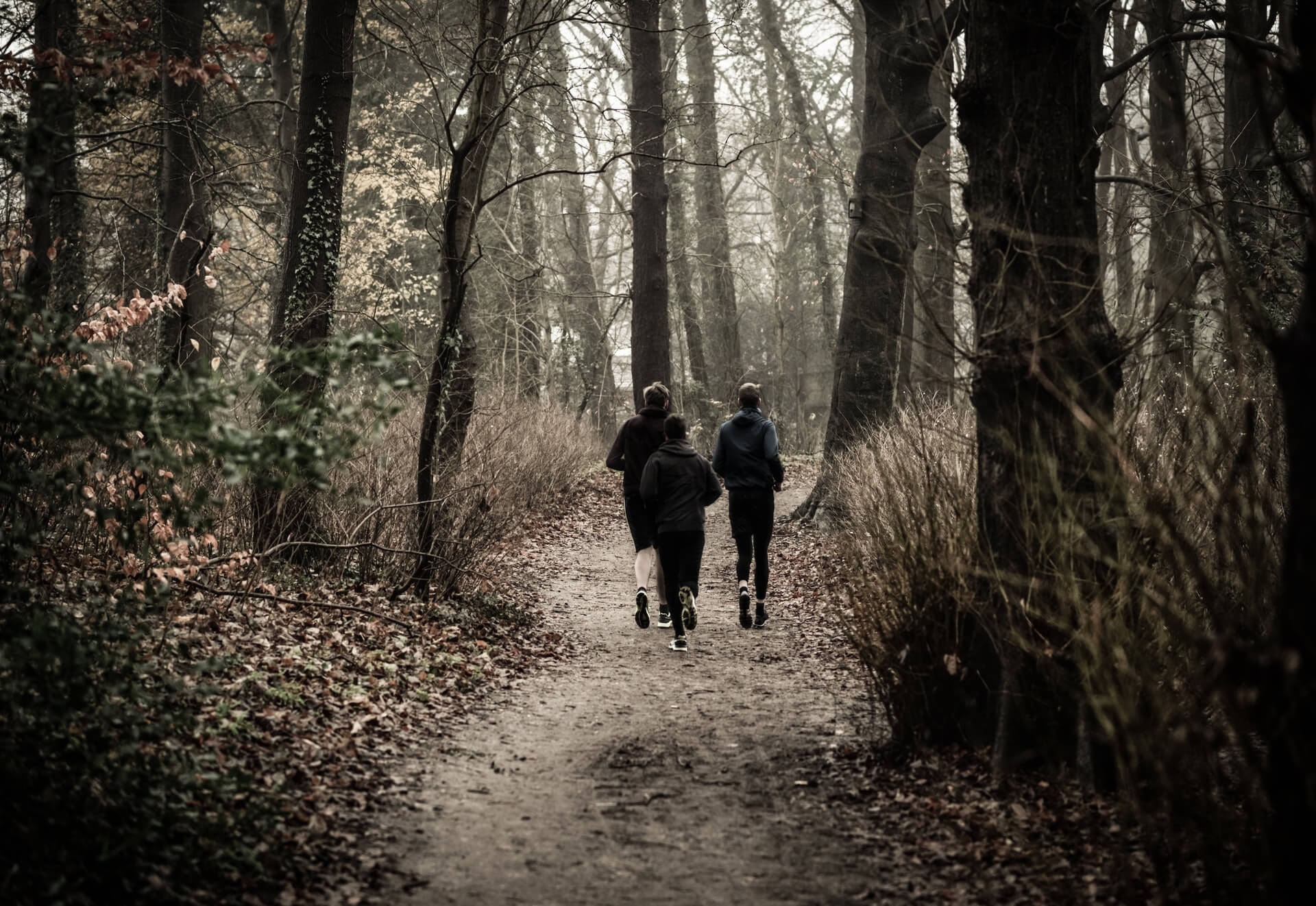 rt-baarn-group-forest